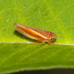 Idiodonus kennicotti thumbnail 4