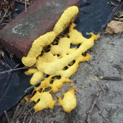 Dog Vomit Slime Mold thumbnail 3