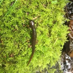 Cascade Torrent Salamander thumbnail 2