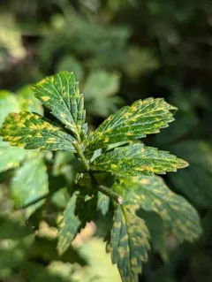 Agrimony Rust thumbnail 4