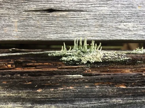 Shaded Cladonia