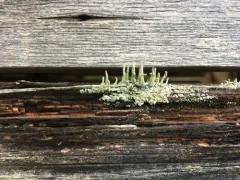 Shaded Cladonia thumbnail 1