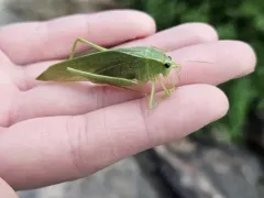 Chloroscirtus forcipatus thumbnail 2