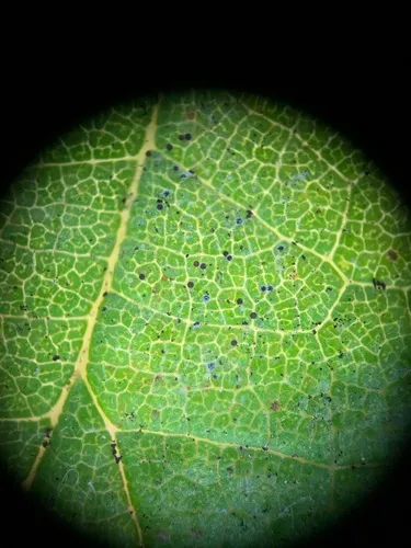 Erysiphe parvula