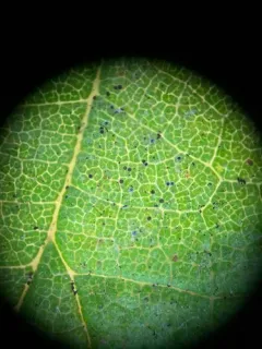 Erysiphe parvula thumbnail 1