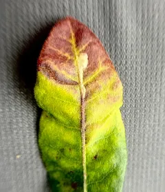 Aspilanta argentifera thumbnail 2