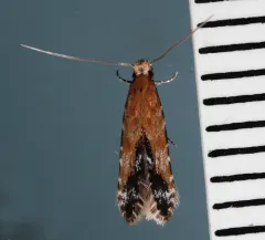 Homosetia costisignella thumbnail 4