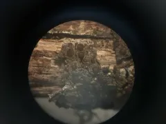 Hidden Dot Lichen thumbnail 4