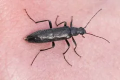 Brassy False Long-horned Beetle thumbnail 4