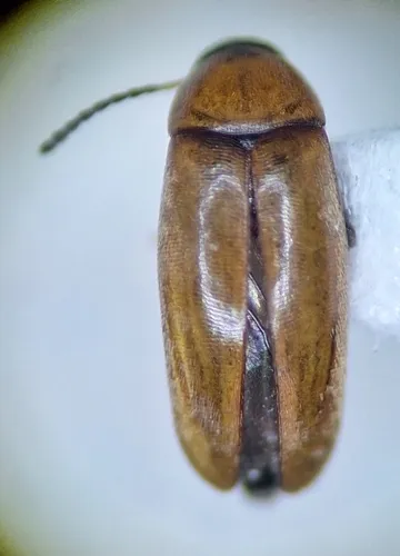 Anaspis duryi