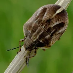 Homaemus bijugis thumbnail 1