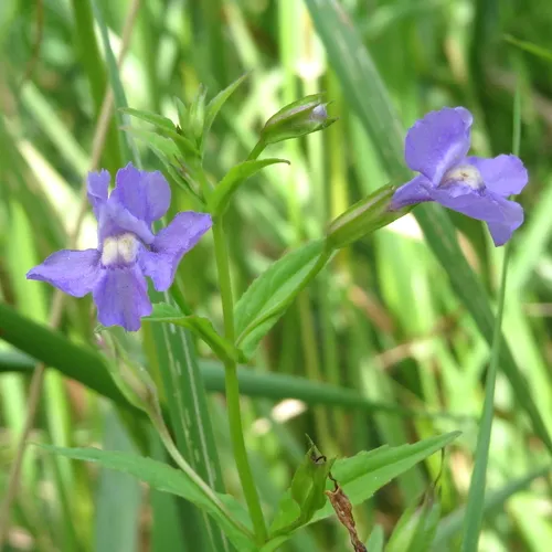 Allegheny monkeyflower