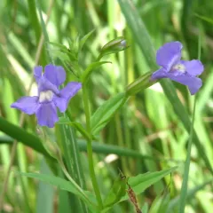 Allegheny monkeyflower thumbnail 1