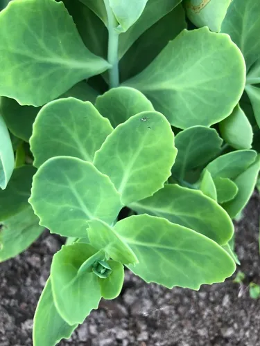 Butterfly Stonecrop