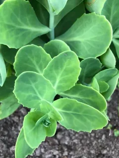 Butterfly Stonecrop thumbnail 1