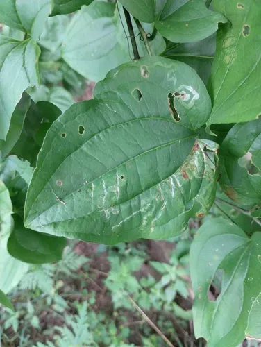 Liriomyza schmidti