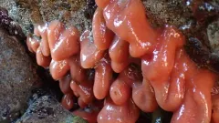 Cystodytes lobatus thumbnail 2