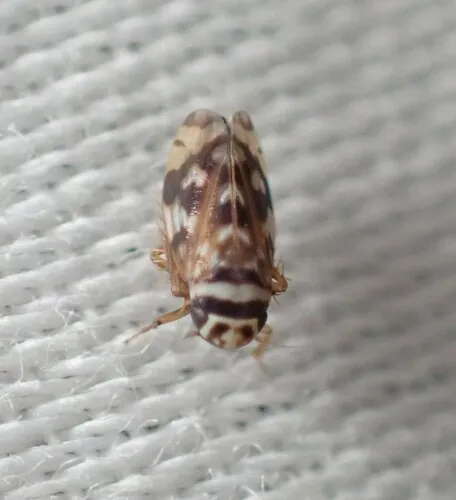 Xestocephalus coronatus