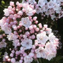 mountain laurel thumbnail 2