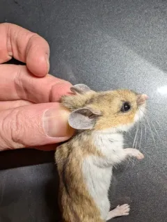 Northern Grasshopper Mouse thumbnail 4