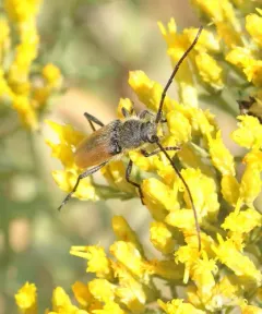 Beautiful Longhorned Beetle thumbnail 2