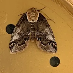 Eyed Baileya Moth thumbnail 3