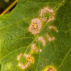 Maple Leafcutter Moth thumbnail 3