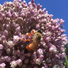 Great Golden Digger Wasp thumbnail 1