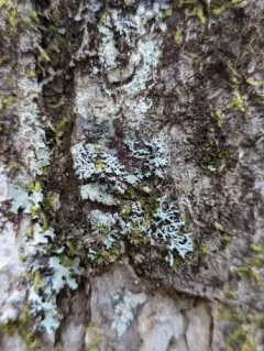 Obscure Shield Lichen thumbnail 2