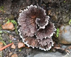 Thelephora caryophyllea thumbnail 2