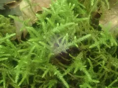 pinched shaggy moss thumbnail 1