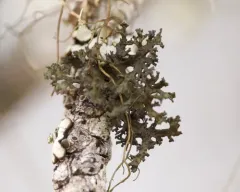 Flattened thornbush lichen thumbnail 3