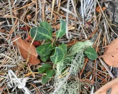 Toothed Wintergreen thumbnail 3
