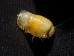 Exosphaeroma inornata thumbnail 2