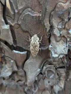 Dicerca crassicollis thumbnail 4