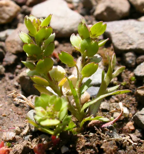 Upright Pepperweed