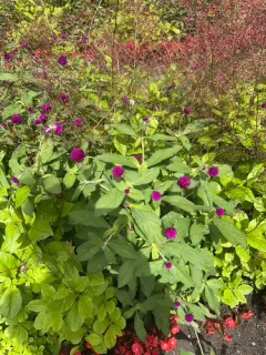 Globe amaranth thumbnail 4