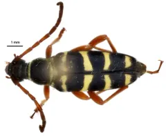Stenostrophia tribalteata thumbnail 4