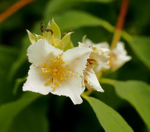 Sweet Mock Orange