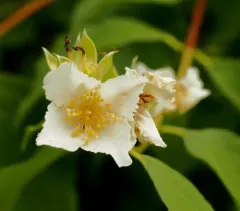 Sweet Mock Orange thumbnail 1