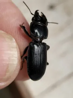 Large-jawed Pedunculate Ground Beetle thumbnail 3