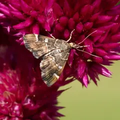 Spotted Beet Webworm Moth thumbnail 3