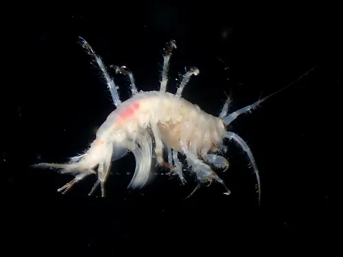 Gammarus wilkitzkii