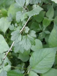 European gooseberry thumbnail 3