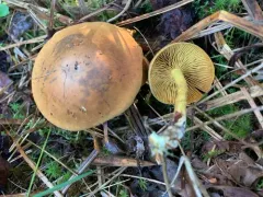 Cortinarius hadrocroceus thumbnail 3