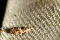 Willow Tortrix Moth thumbnail 3