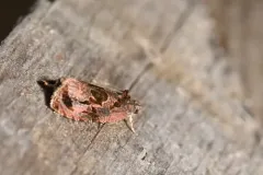 Olethreutes trepidulum thumbnail 3