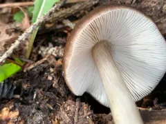 Pluteus primus thumbnail 3