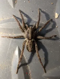 lance wolf spider thumbnail 4