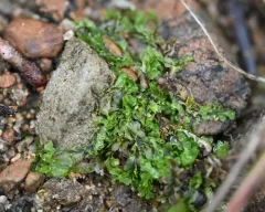 Pitted Frillwort thumbnail 3